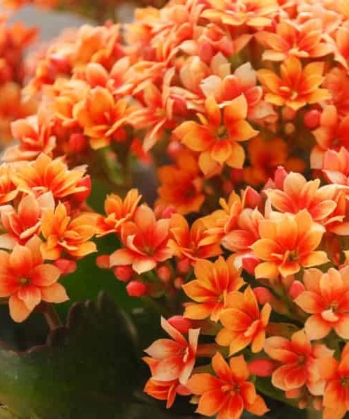 Kalanchoe – image 1