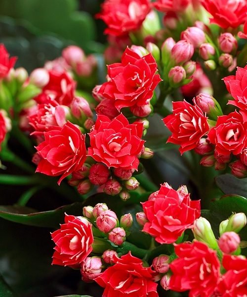 Kalanchoe – image 2