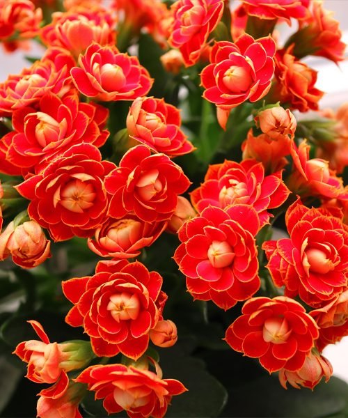 Kalanchoe Pot Plants