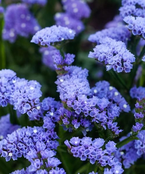 Limonium – image 1