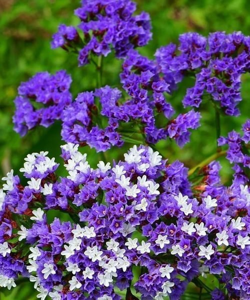 Limonium – image 2