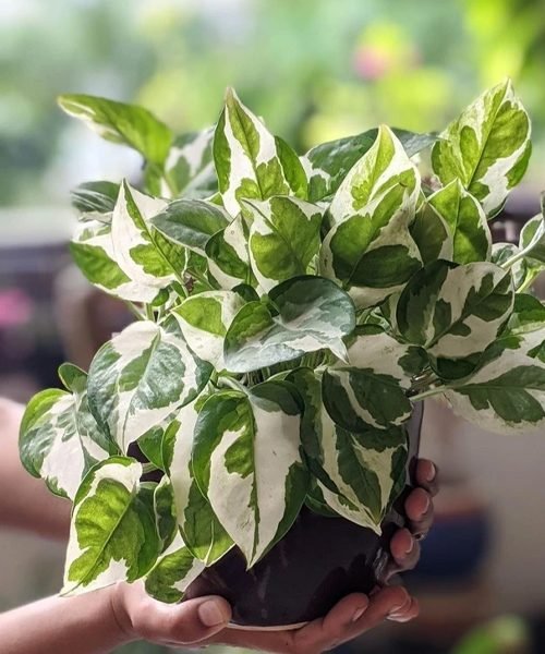 Money Plants Pot Plants