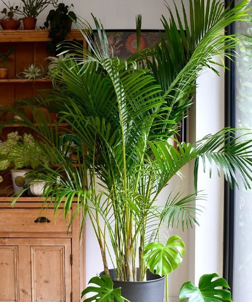 Palms Pot Plants