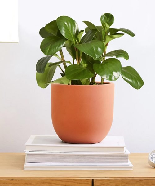 Peperomia Pot Plants