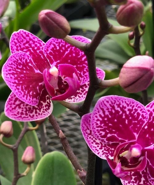 Phalaenopsis Pot Plants – image 2
