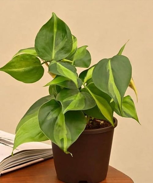 Philodendron Oxycardium Pot Plants