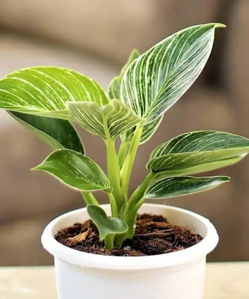 Philodendron Pot Plants