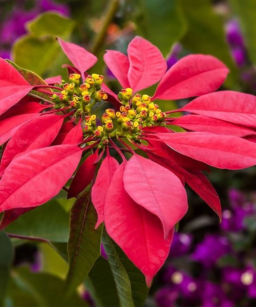 Poinsettia Pot Plants