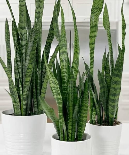 Sansevieria Pot Plants