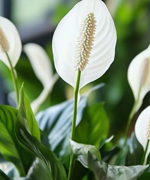 Spathiphyllum Pot Plants – image 1