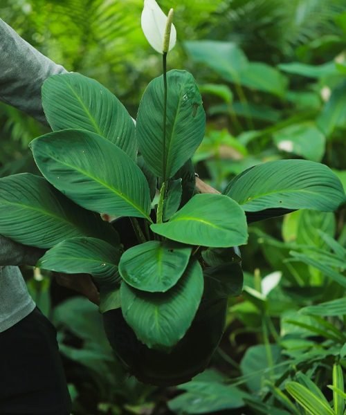 Spathiphyllum Pot Plants – image 2