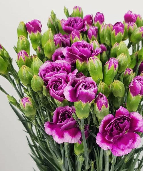 Spray Carnation – image 1