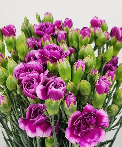 Spray Carnation – image 2