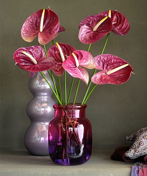 Std Anthurium – image 1