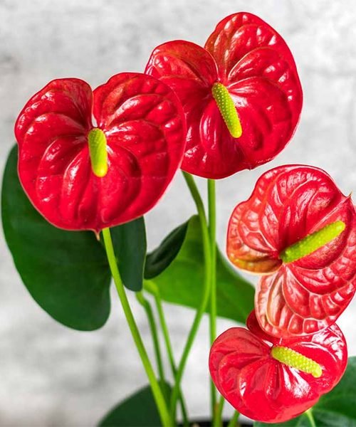 Std Anthurium – image 2