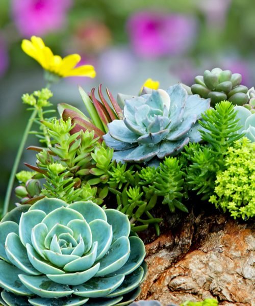 Succulents Pot Plants