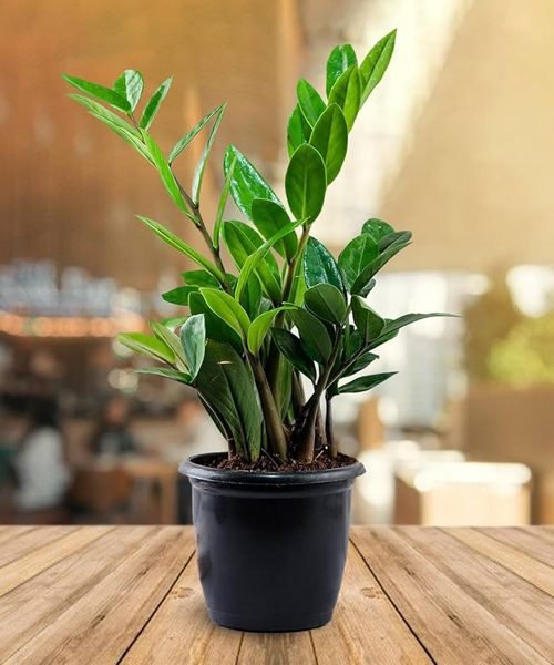 Zamioculcas Pot Plants
