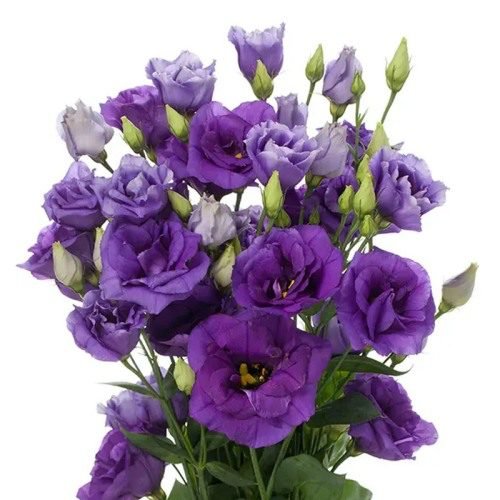 Advantage 3 Purple Image