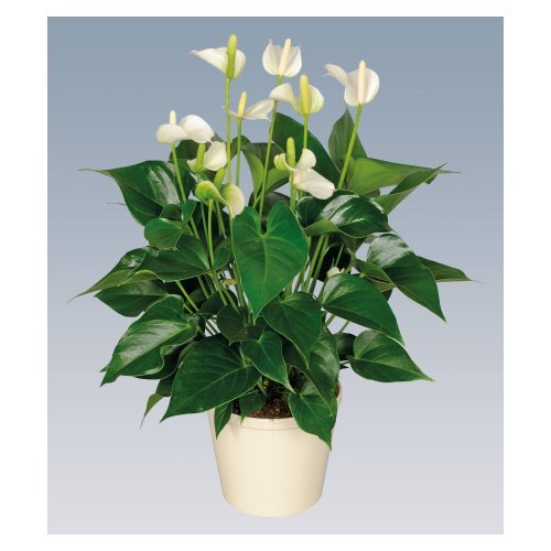 White Champion Image