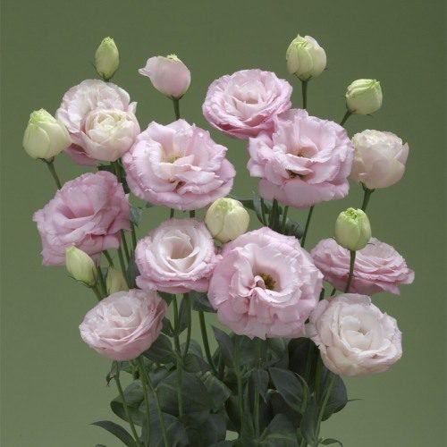 Arena 3 Clear Pink Image