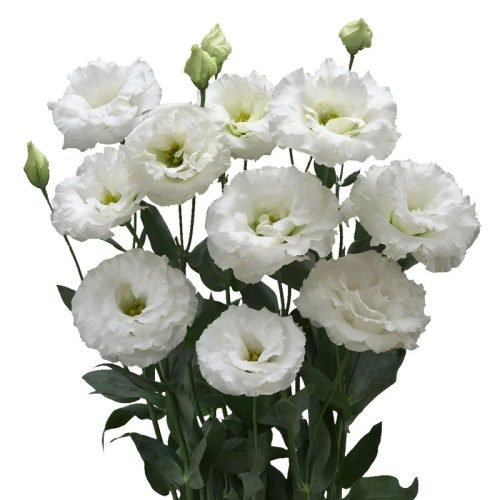 Arena 3 Giant White Image