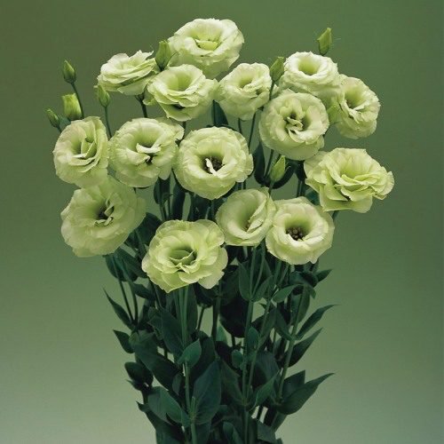 Arena 3 Green Impr Image