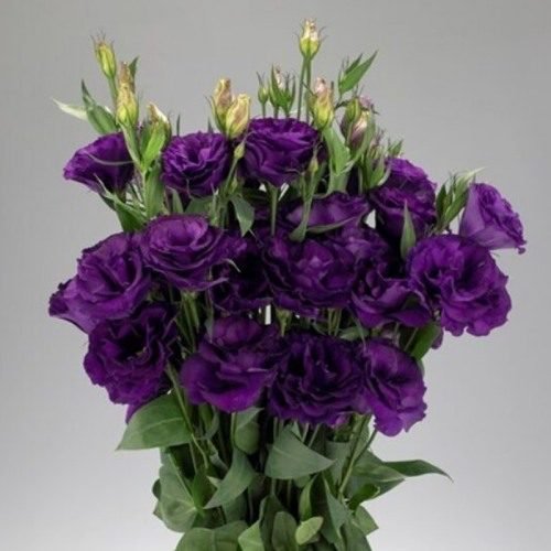 Arena 3 Purple Image