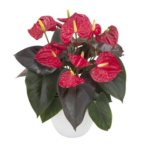 Coral Champion Image