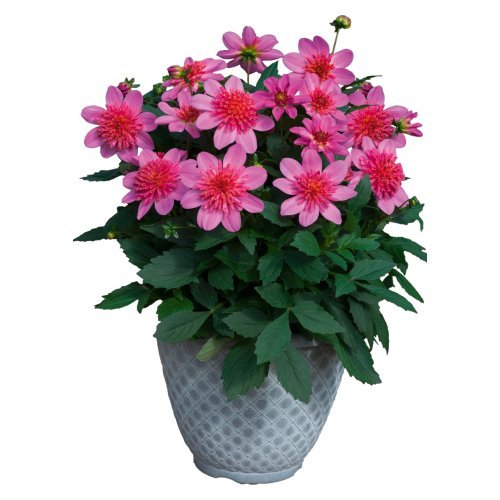 Maxi Pink Starburst Image