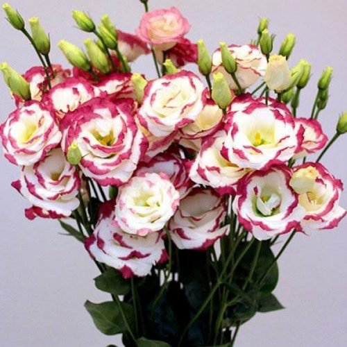 Excalibur 3 Hot Lips Image