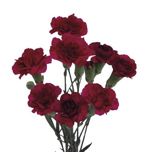 Kingfischer spl Image