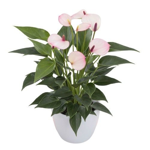 Lipa Pink Mini Image