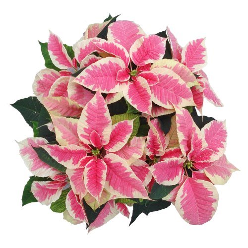 Beauty Marble Image