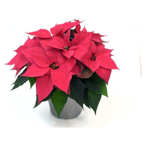 Christmas Night Hot Pink Image