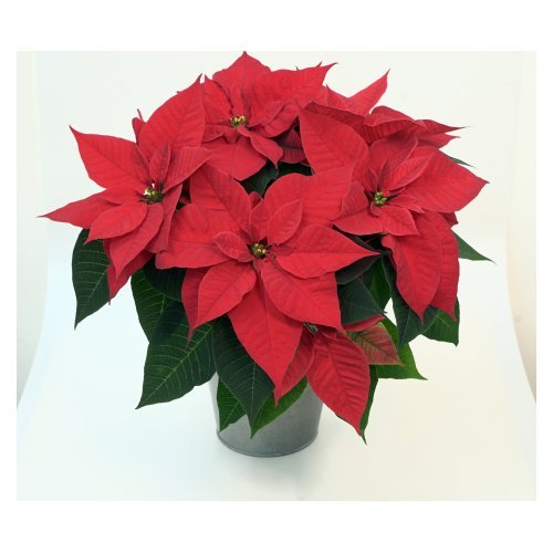 Christmas Night Image
