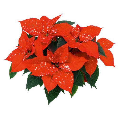 Fantasy Star Orange Image