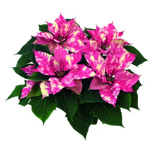 Fantasy Star Pink Image