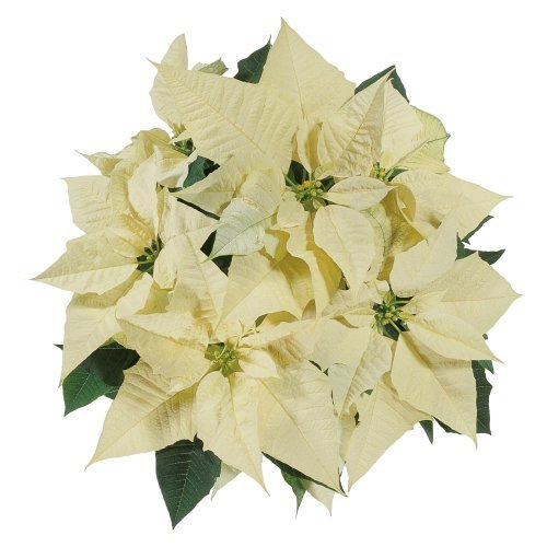 Feelings White Image