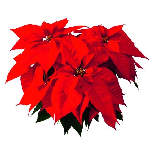 Jaya Image