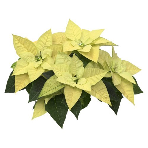 Lemon X mas Image