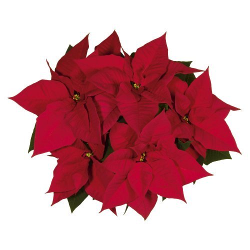 Noel Image