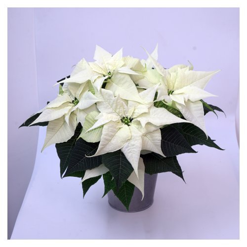 SK 274 Image