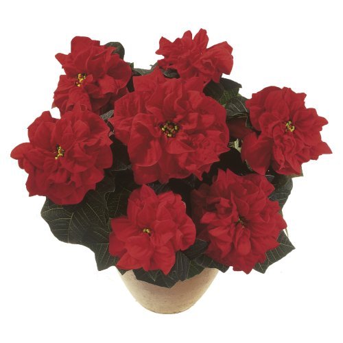 Valentino Red Image