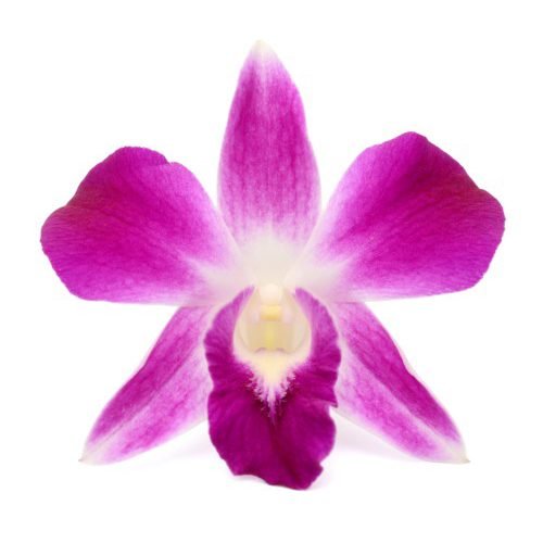 Sonia Earsakul Image