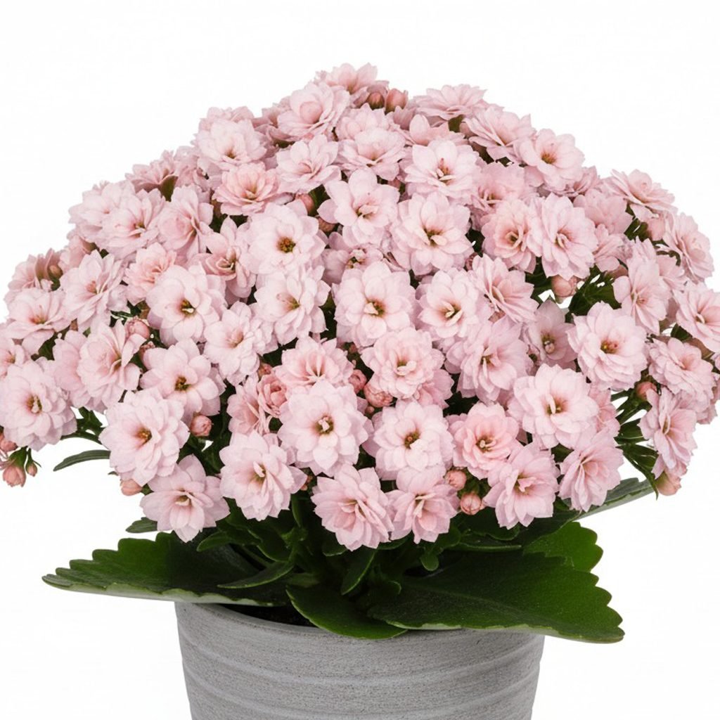 Soraya Light Pink Image