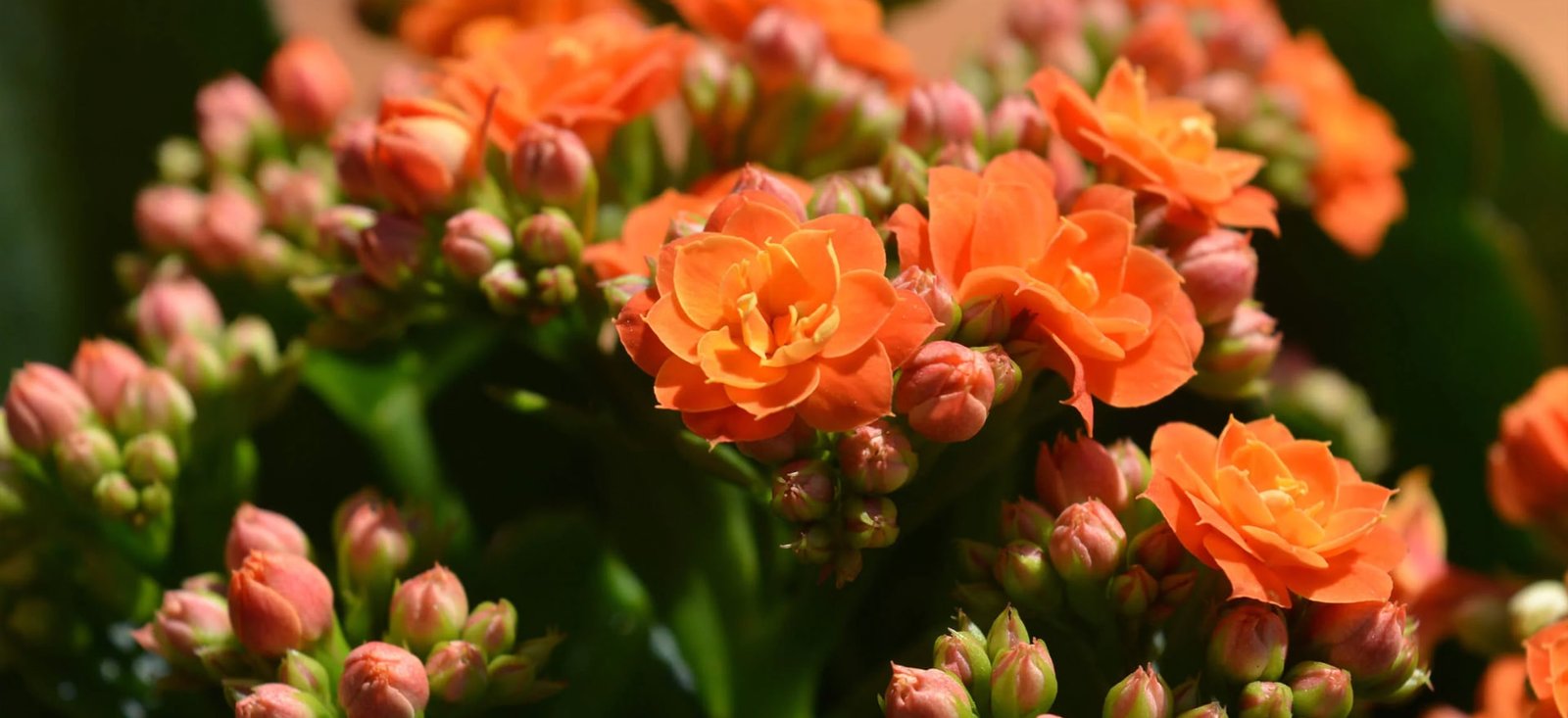 Image of Where Science Meets Nature