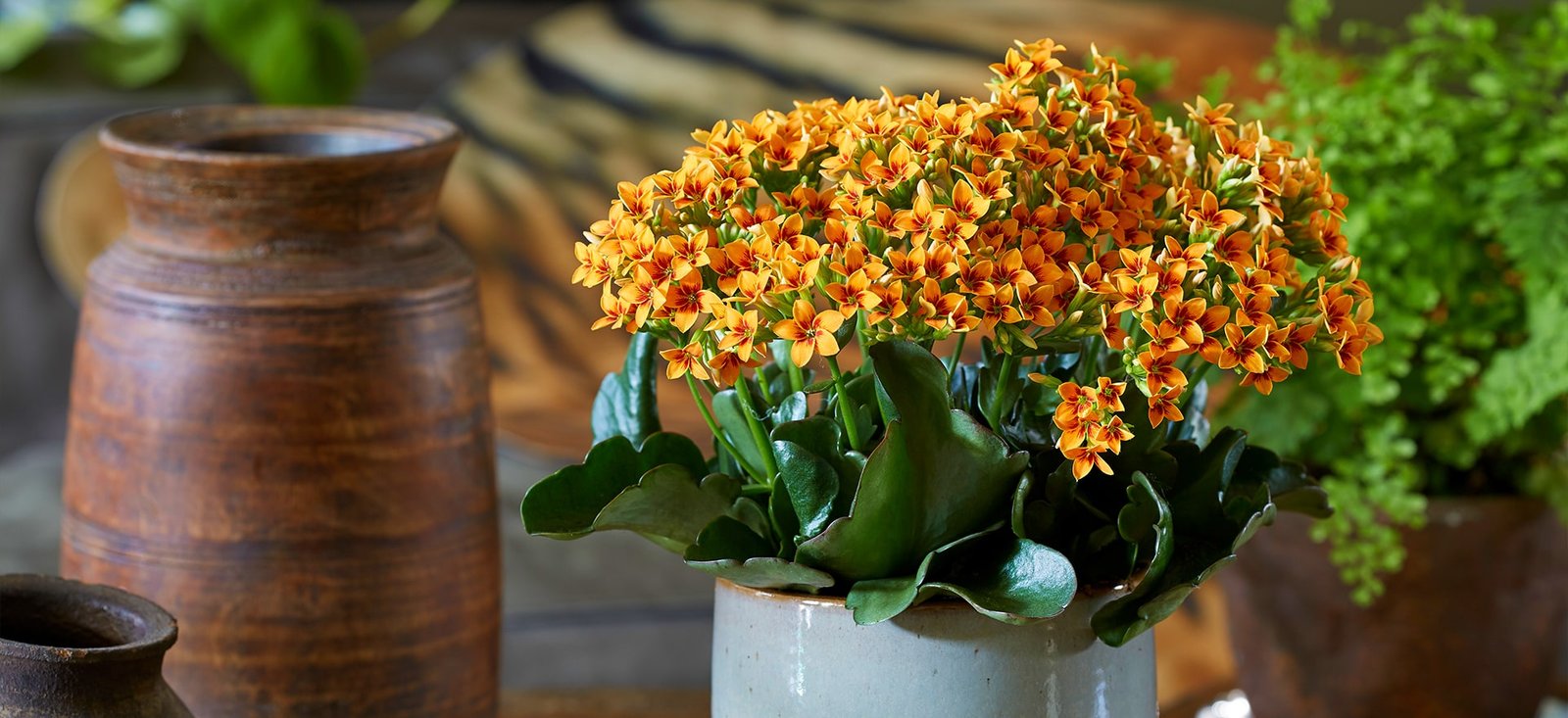 Image of Growing a Greener Future